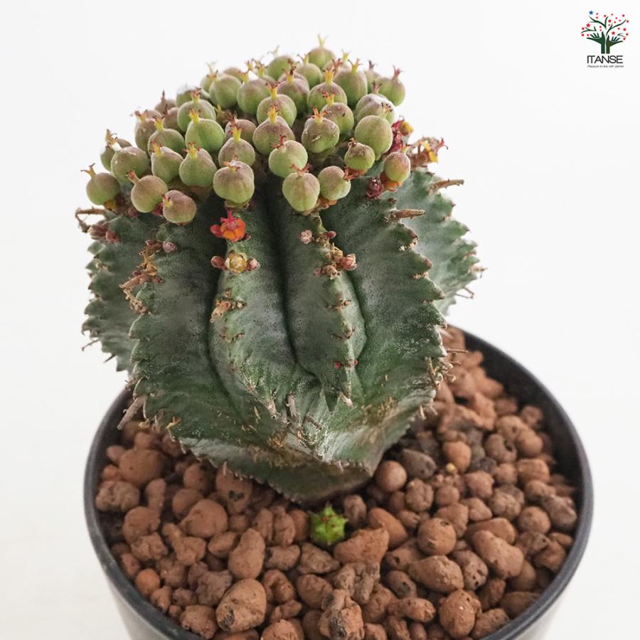 ユーフォルビア ホリダ 多肉植物 4号/1個売り 花苗 お花 宿根草 多年草