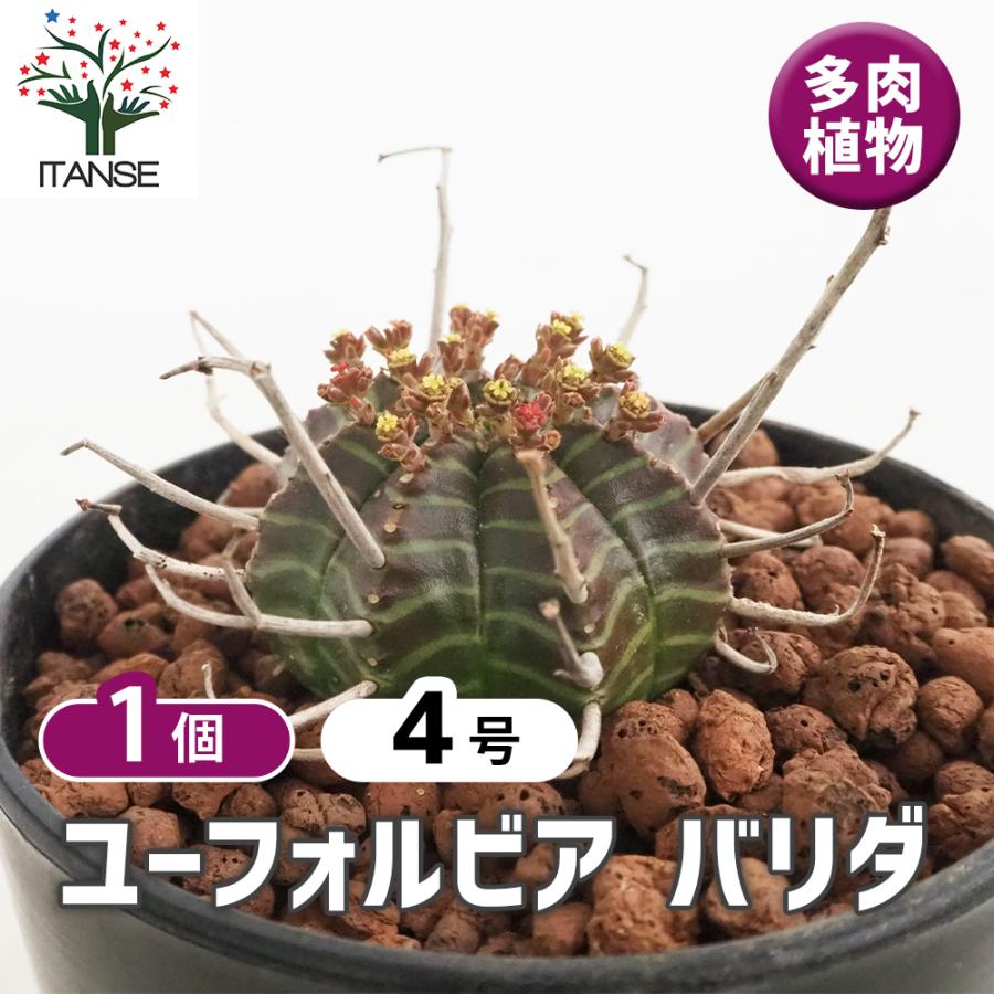 【大株⭐︎ユーフォルビア・多稜バリダ　古木】　コレクション苗 ユーフォルビア バリダ 多肉植物 4号/1個売り 花苗 お花 宿根草 多年草