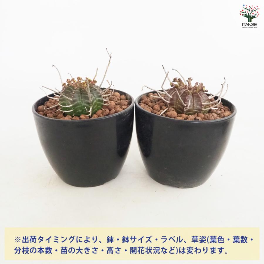 ユーフォルビア バリダ 多肉植物 4号/1個売り 花苗 お花 宿根草 多年草