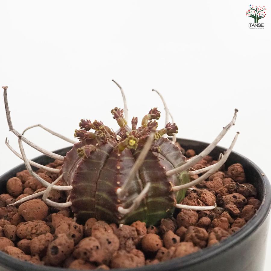 ユーフォルビア バリダ 多肉植物 4号/1個売り 花苗 お花 宿根草 多年草