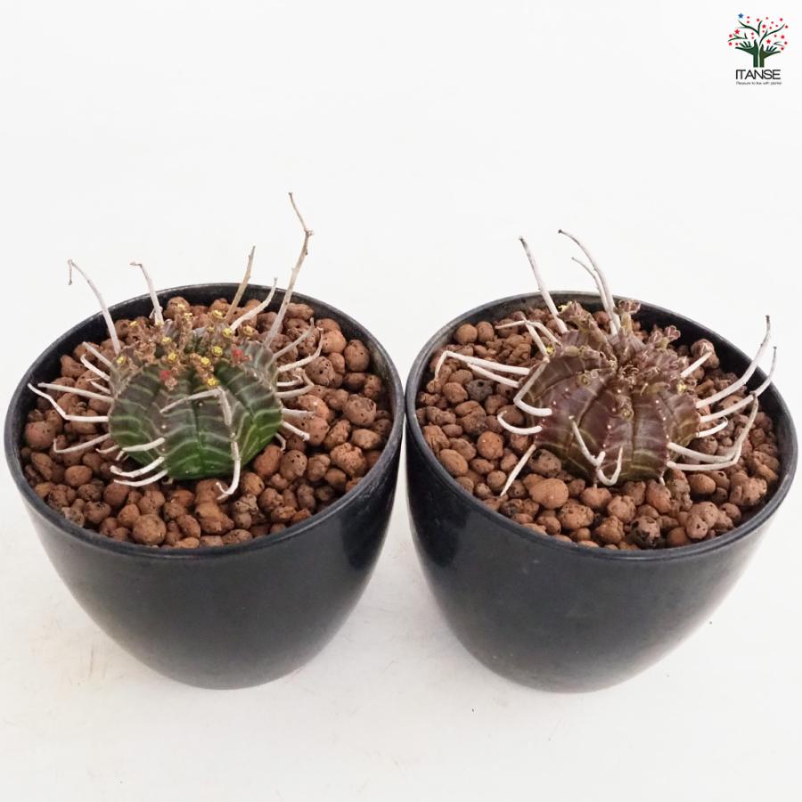 ユーフォルビア バリダ 多肉植物 4号/1個売り 花苗 お花 宿根草 多年草