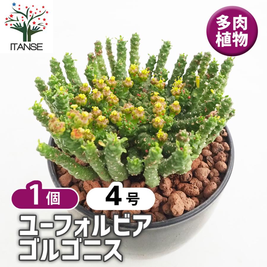 ユーフォルビア ゴルゴニス 多肉植物 4号/1個売り 花苗 お花 宿根草