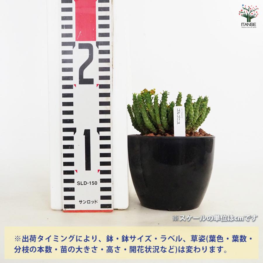 ユーフォルビア ゴルゴニス 多肉植物 4号/1個売り 花苗 お花 宿根草