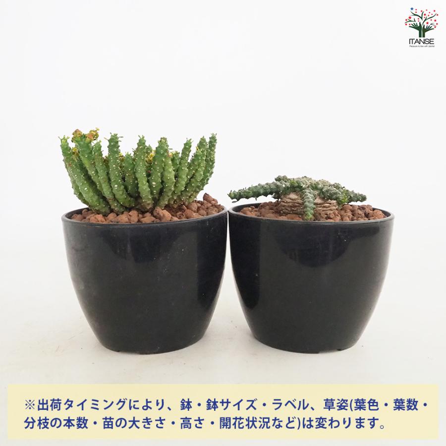 ユーフォルビア ゴルゴニス 多肉植物 4号/1個売り 花苗 お花 宿根草
