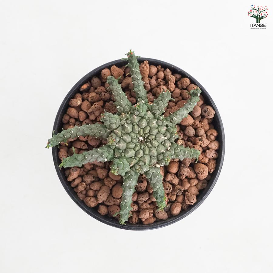 ユーフォルビア ゴルゴニス 多肉植物 4号/1個売り 花苗 お花 宿根草