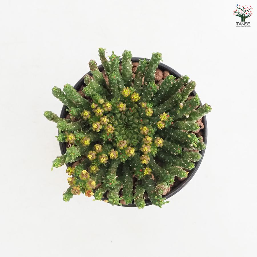 ユーフォルビア ゴルゴニス 多肉植物 4号/1個売り 花苗 お花 宿根草