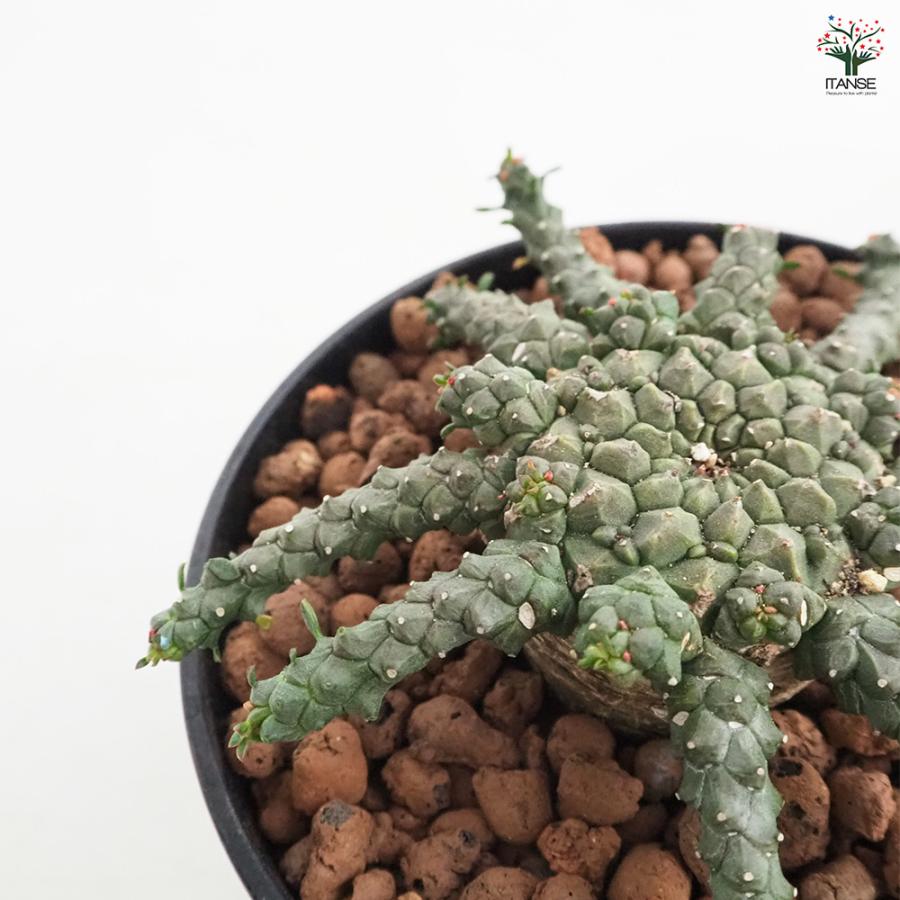 ユーフォルビア ゴルゴニス 多肉植物 4号/1個売り 花苗 お花 宿根草