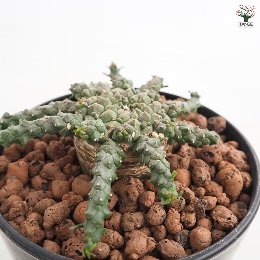 ユーフォルビア ゴルゴニス 多肉植物 4号/1個売り 花苗 お花 宿根草