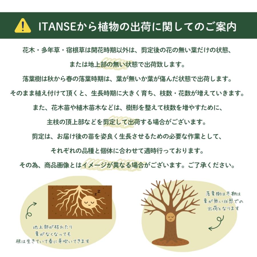 ユーフォルビア オベサ 多肉植物 4号/1個売り 花苗 お花 宿根草 多年草