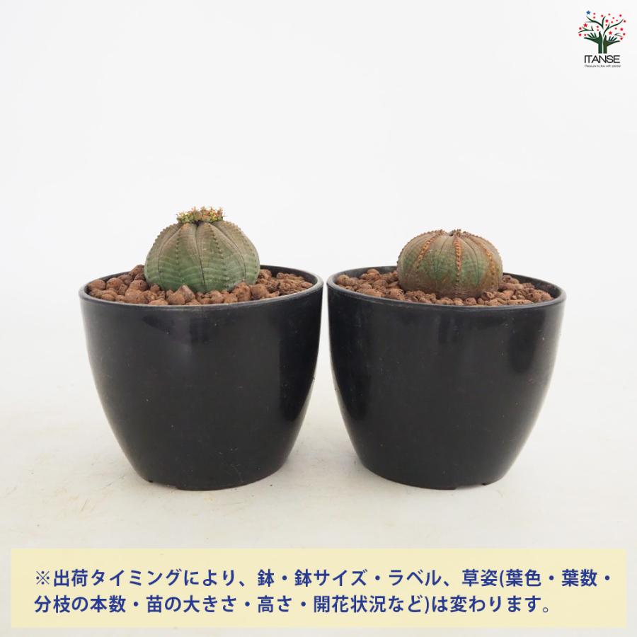 オベサ 4号 ユーフォルビア オベサ 多肉植物 4号/1個売り 花苗 お花 宿根草 多年草