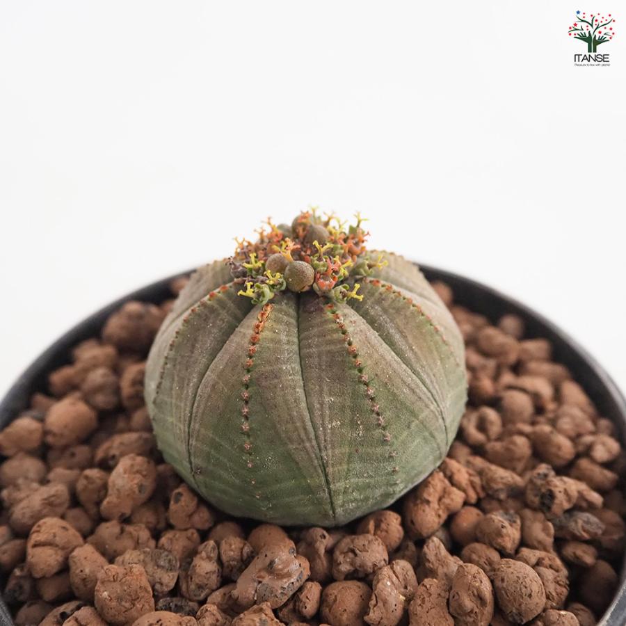 ユーフォルビア オベサ 多肉植物 4号/1個売り 花苗 お花 宿根草 多年草