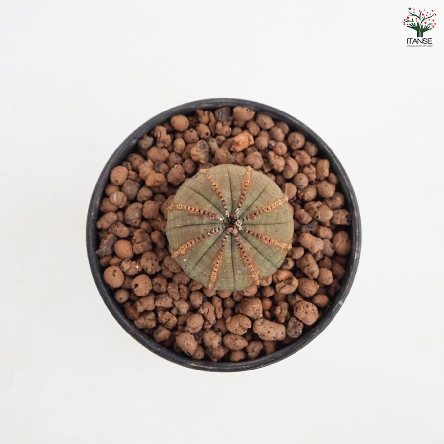 ユーフォルビア オベサ 多肉植物 4号/1個売り 花苗 お花 宿根草 多年草