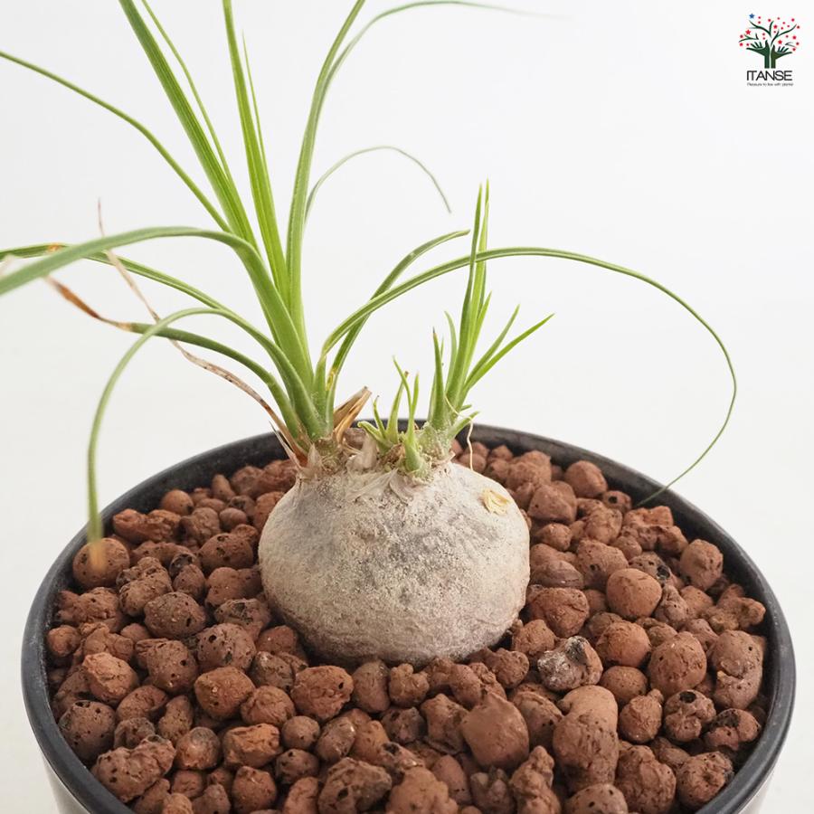 ボーカルネア　グラキリス　5頭 ボーカルネア グラキリス 多肉植物 4号/1個売り 塊根植物