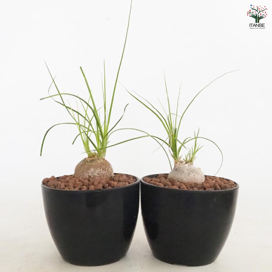 ボーカルネア グラキリス 多肉植物 4号/1個売り 塊根植物