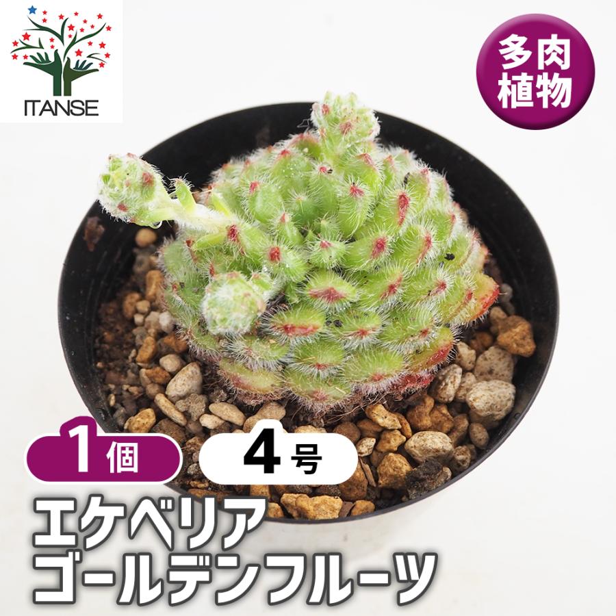 Top【選抜株】多肉植物　362397ゴールデン ヴェール　54個　鉢無し/脱土 エケベリア ゴールデンフルーツ 多肉植物 4号/1個売り 観葉植物