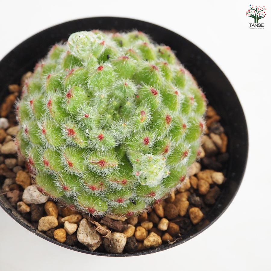エケベリア ゴールデンフルーツ 多肉植物 4号/1個売り 観葉植物