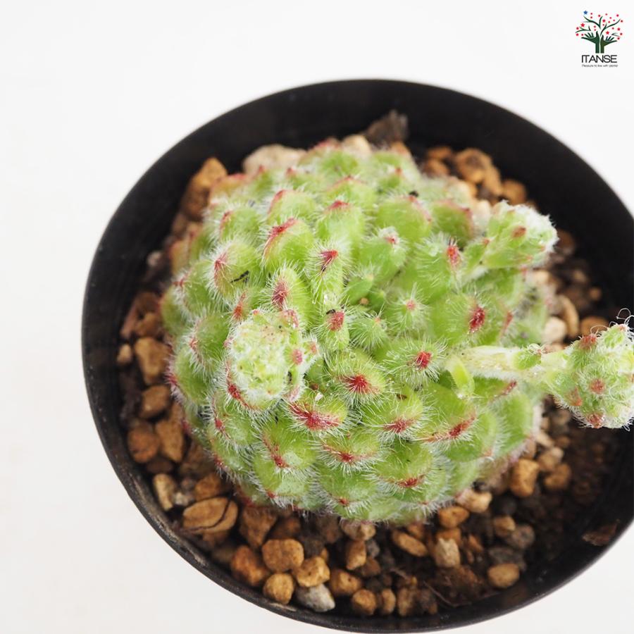 エケベリア ゴールデンフルーツ 多肉植物 4号/1個売り 観葉植物