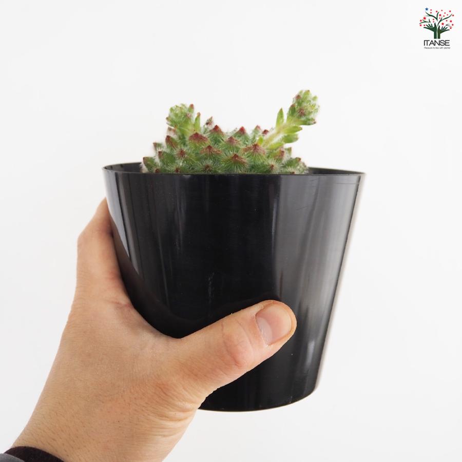 エケベリア ゴールデンフルーツ 多肉植物 4号/1個売り 観葉植物