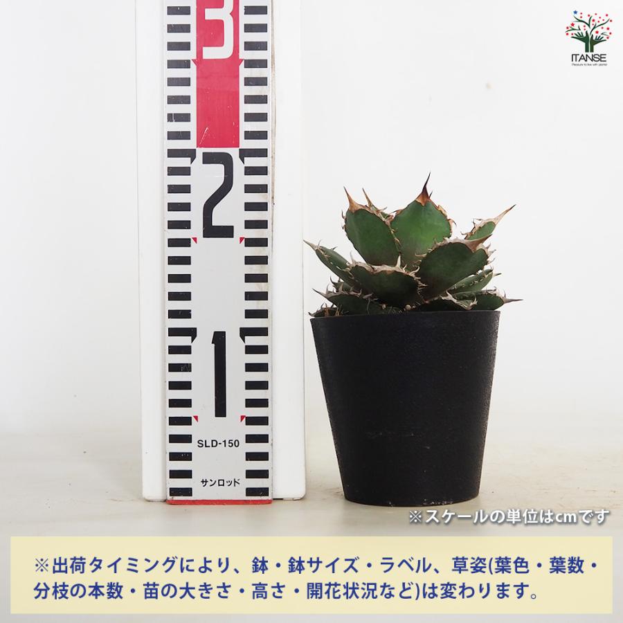 アガベ ブラックパンサー 多肉植物 4号/1個売り リビング オフィス