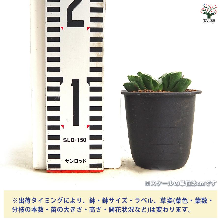 ハオルチア 玉扇 多肉植物 3号/1個売り ハオルチア属 ハオルシア 観葉