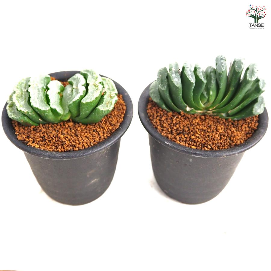 ハオルチア 玉扇 多肉植物 3号/1個売り ハオルチア属 ハオルシア 観葉