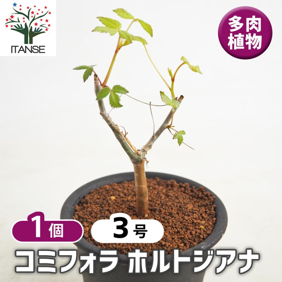 コミフォラ ホルトジアナ 多肉植物 3号/1個売り 塊根植物インテリア