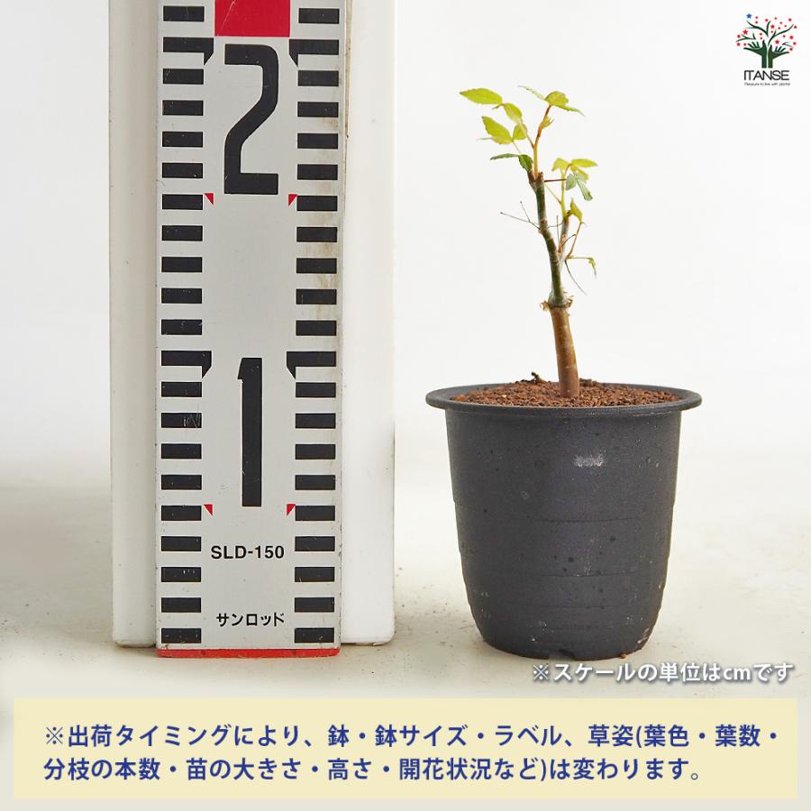 コミフォラ ホルトジアナ 多肉植物 3号/1個売り 塊根植物インテリア