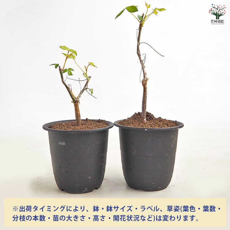 コミフォラ ホルトジアナ 多肉植物 3号/1個売り 塊根植物インテリア