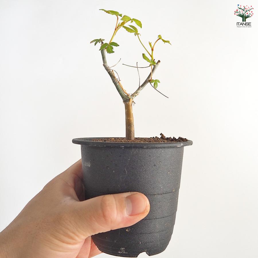 コミフォラ ホルトジアナ 多肉植物 3号/1個売り 塊根植物インテリア