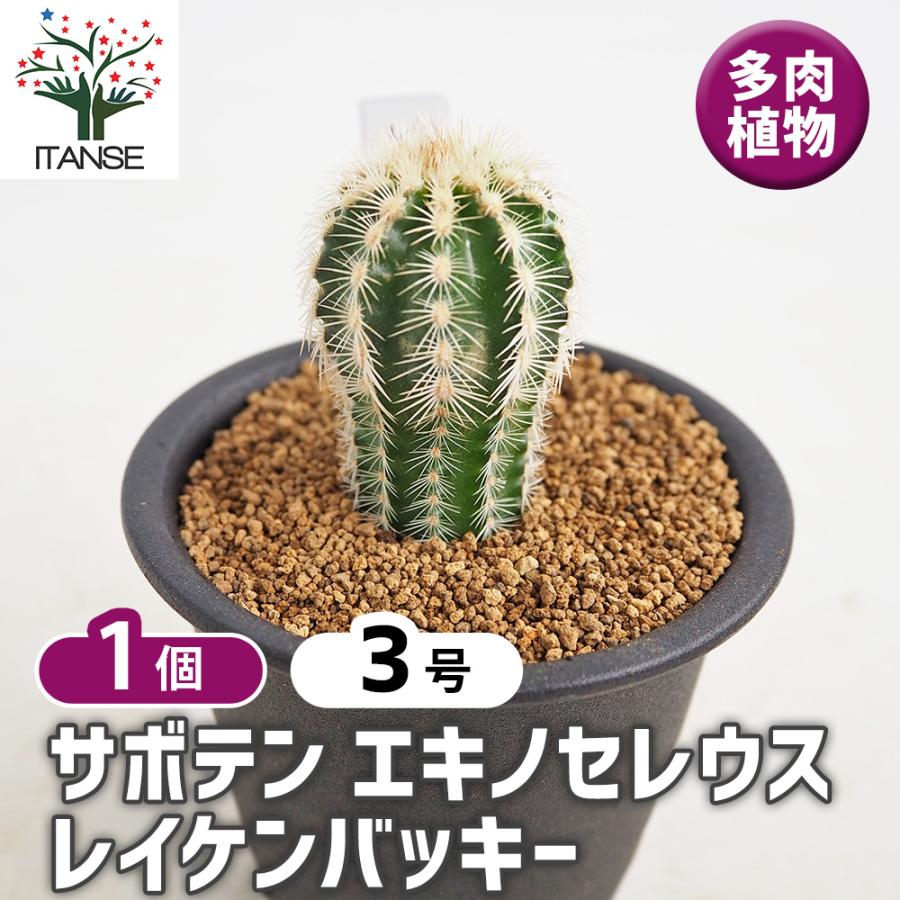 サボテン エキノセレウス レイケンバッキー 多肉植物 3号/1個売り