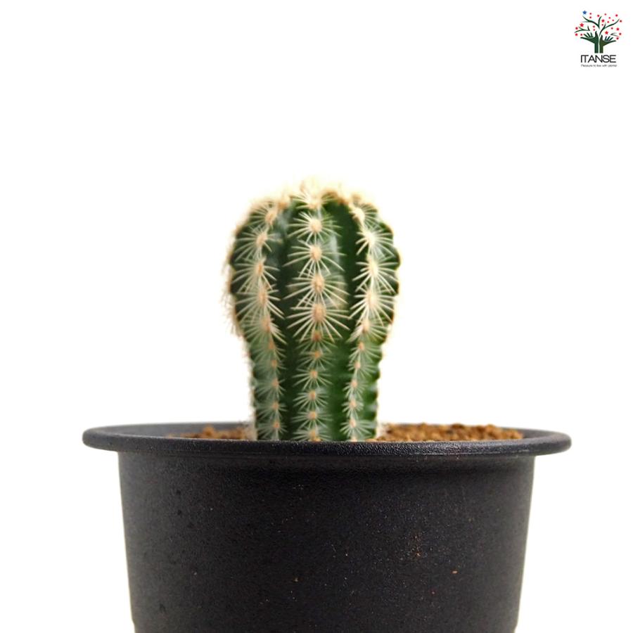 サボテン エキノセレウス レイケンバッキー 多肉植物 3号/1個売り