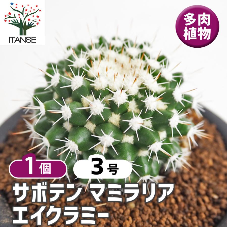 マミラリア苗 サボテン マミラリア エイクラミー 多肉植物 3号/1個売り さぼてん