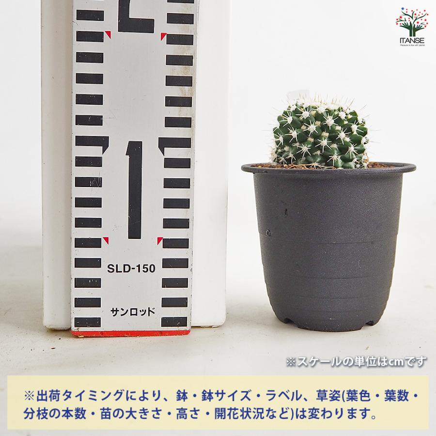 サボテン マミラリア エイクラミー 多肉植物 3号/1個売り さぼてん