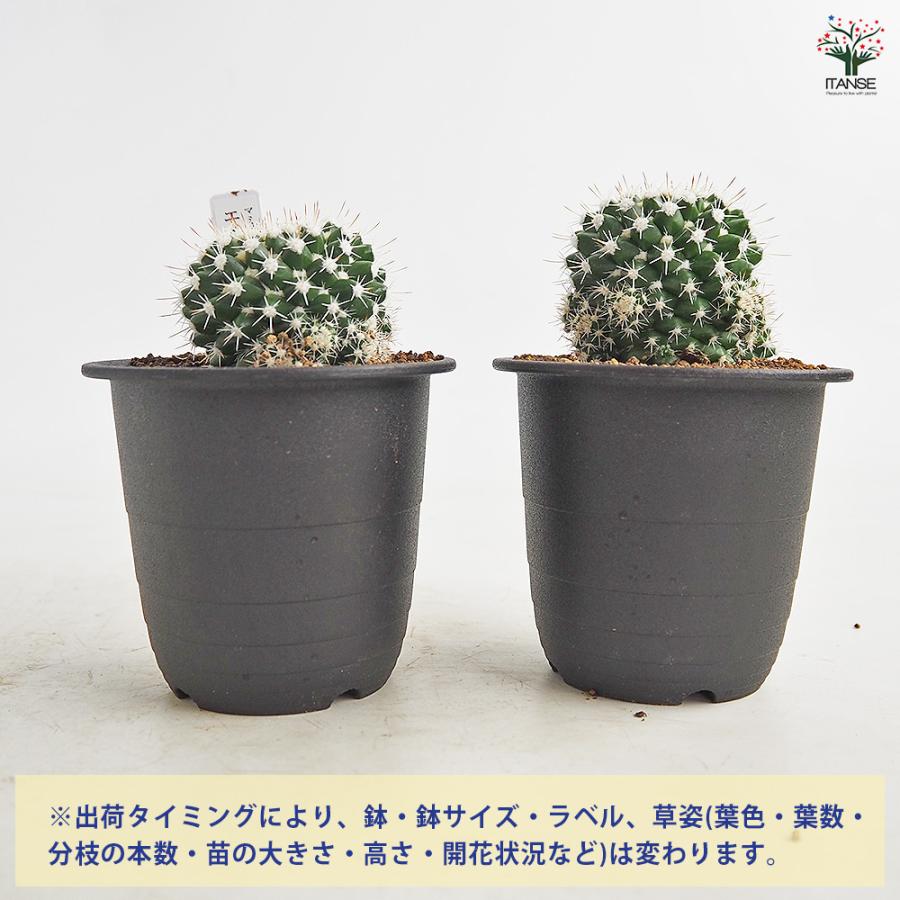 サボテン マミラリア エイクラミー 多肉植物 3号/1個売り さぼてん