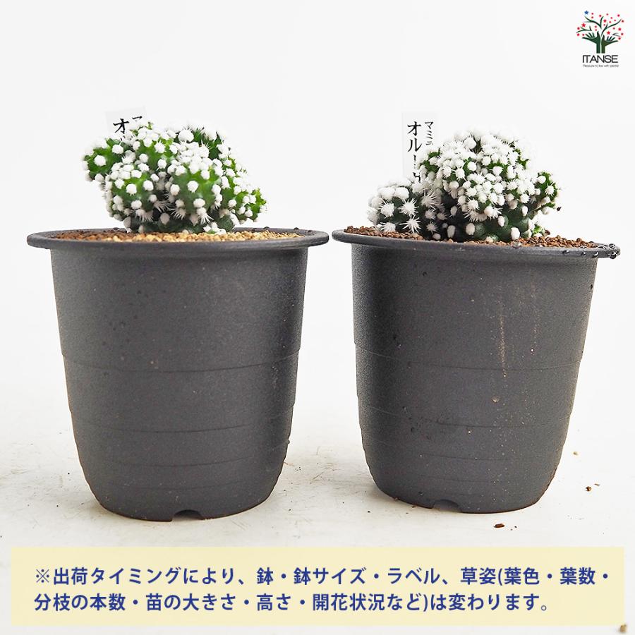 多肉植物）素焼鉢 サボテン 品種おまかせ 3号（5鉢） 品種名のラベル付き