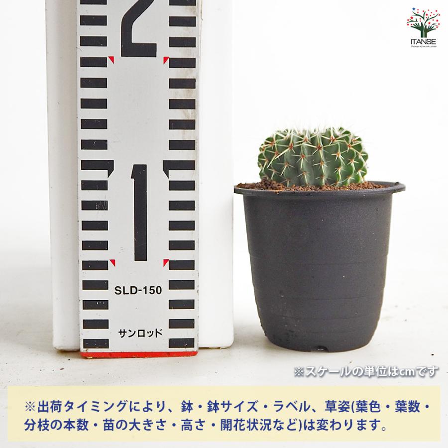 サボテン パロジア ブイニンギー 多肉植物 3号/1個売り さぼてん
