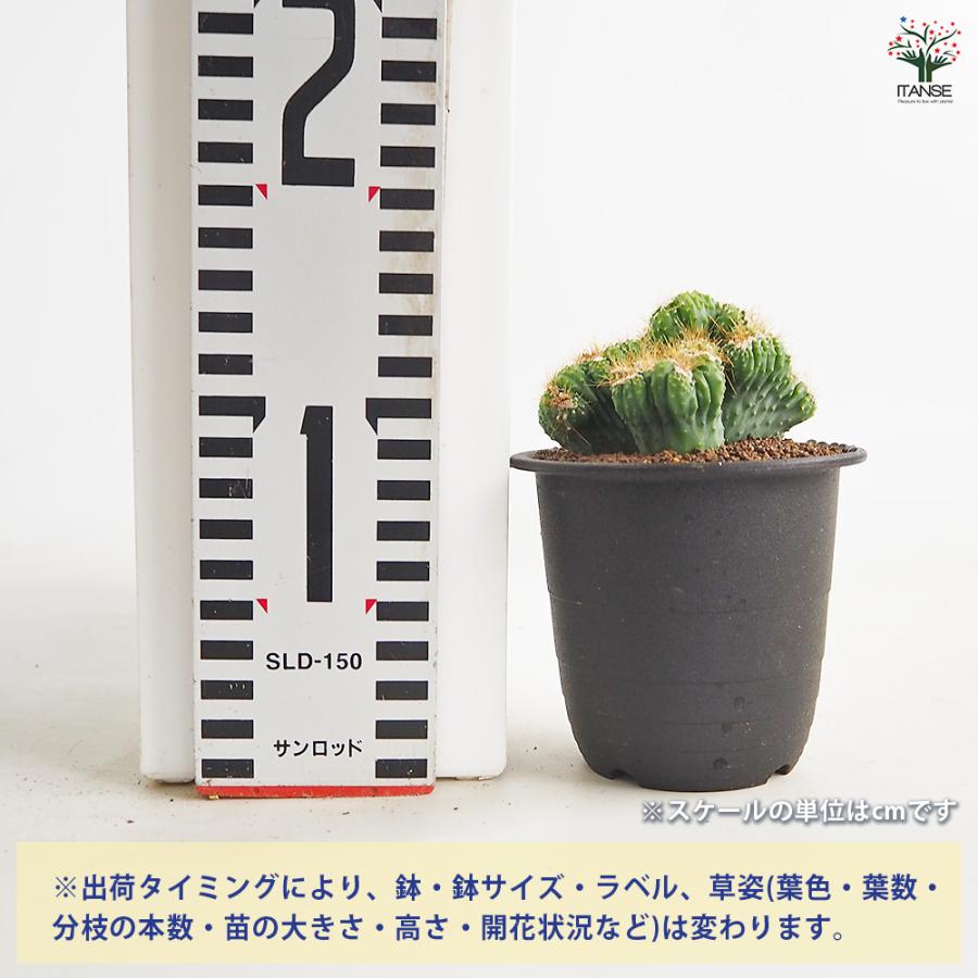 サボテン セレウス 残雪獅子 多肉植物 3号/1個売り さぼてん 仙人掌