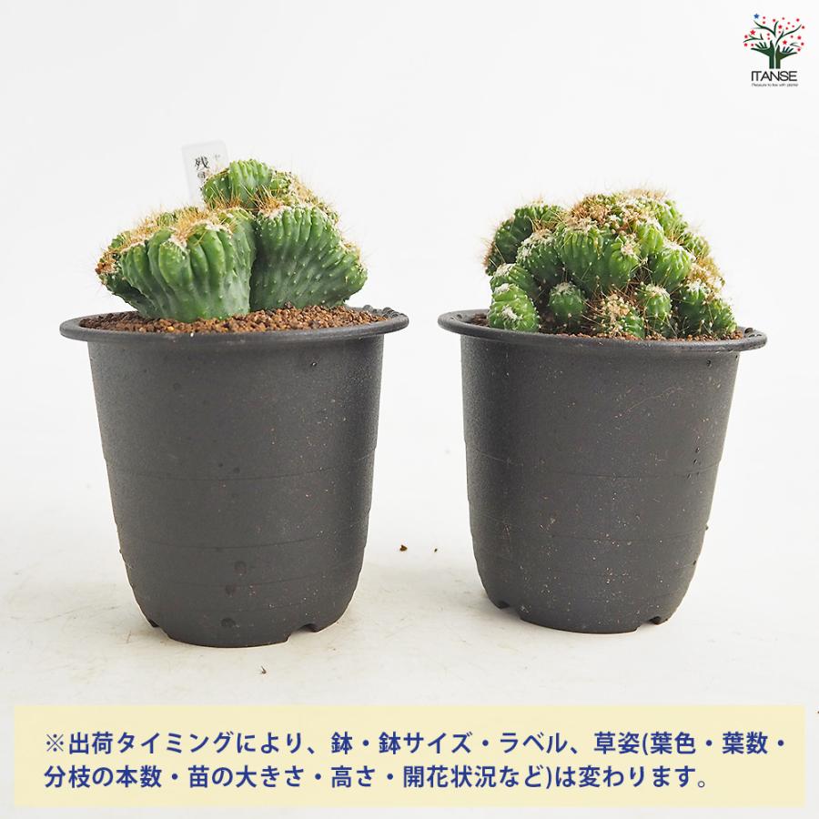 多肉植物 セレウス レパンドゥス ペルー リンゴ サボテン （カキコ
