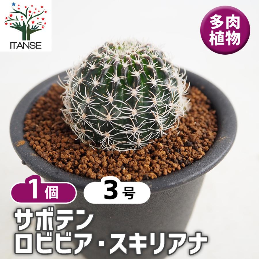サボテン ロビビア スキリアナ 多肉植物 3号/1個売り さぼてん 仙人掌