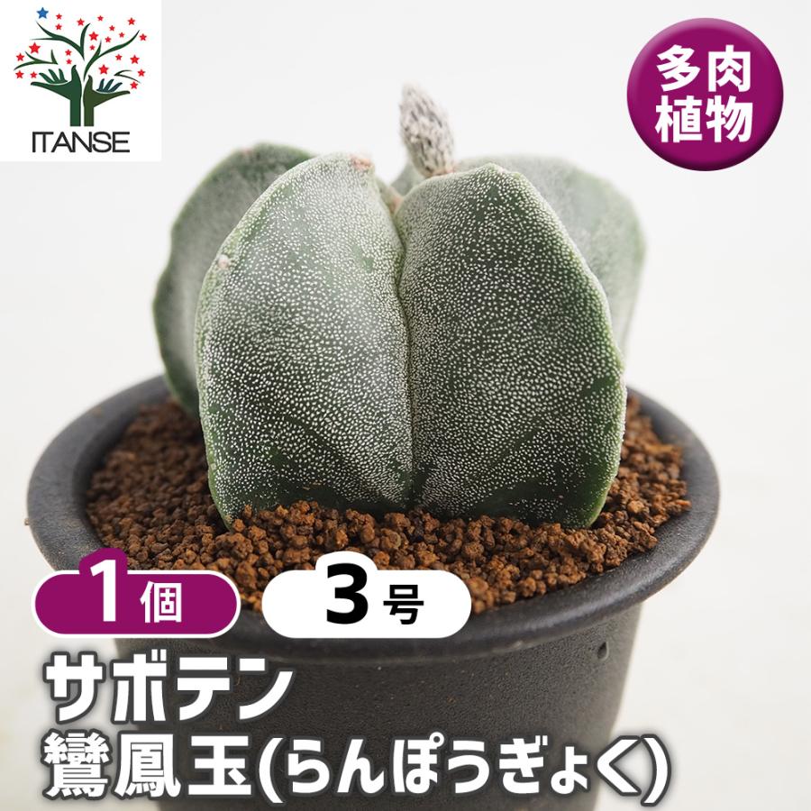 サボテン 鸞鳳玉(らんぽうぎょく) 多肉植物 3号/1個売り さぼてん