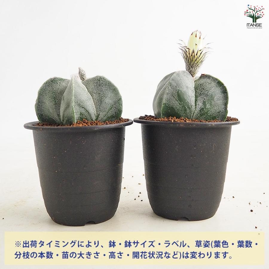 サボテン 鸞鳳玉(らんぽうぎょく) 多肉植物 3号/1個売り さぼてん