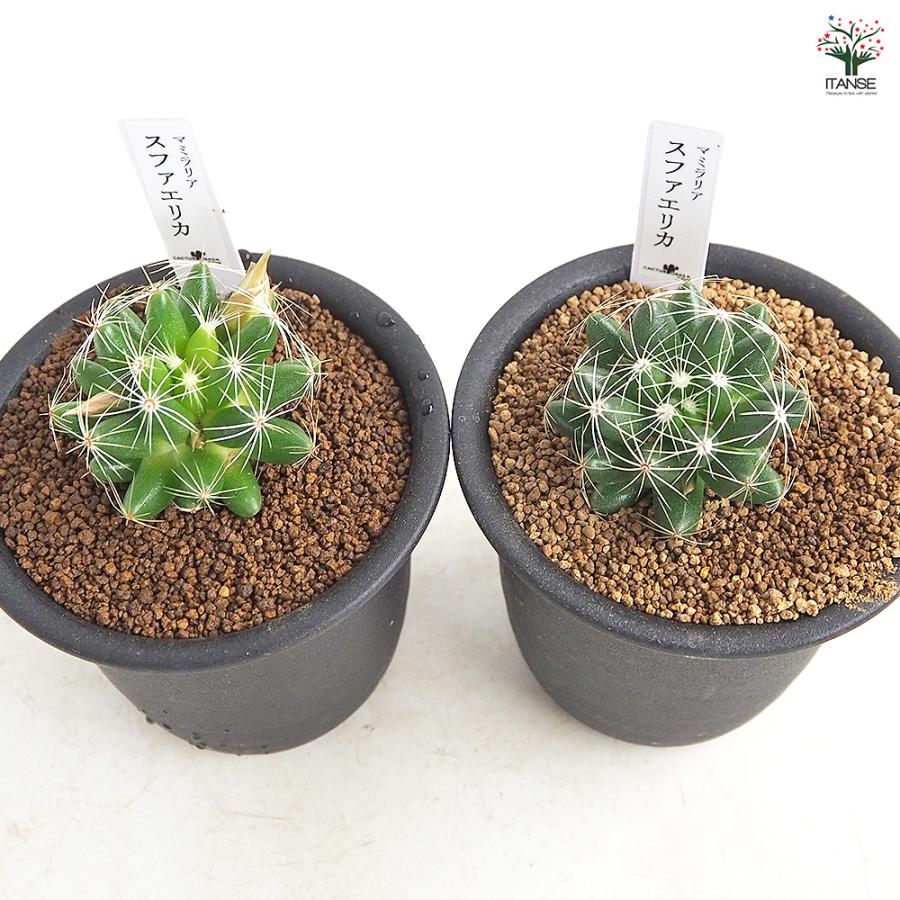 サボテン マミラリア スファエリカ 多肉植物 3号/1個売り さぼてん