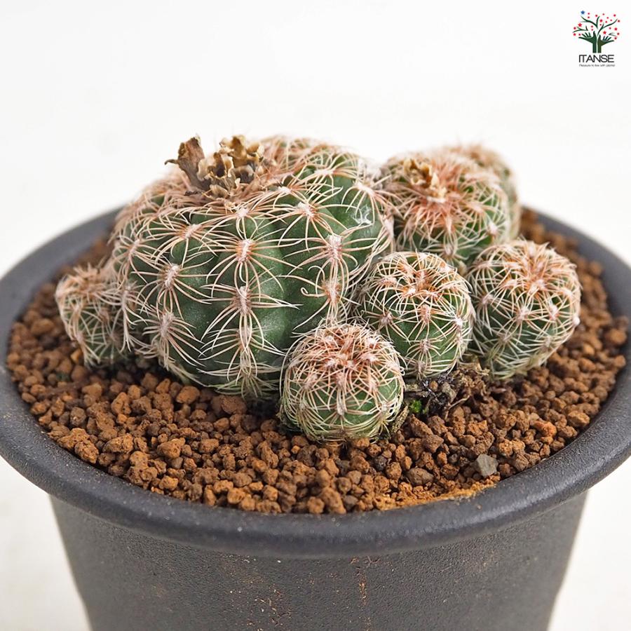 サボテン ギムノカリキウム 羅星丸(らせいまる) 多肉植物 3号/1個売り