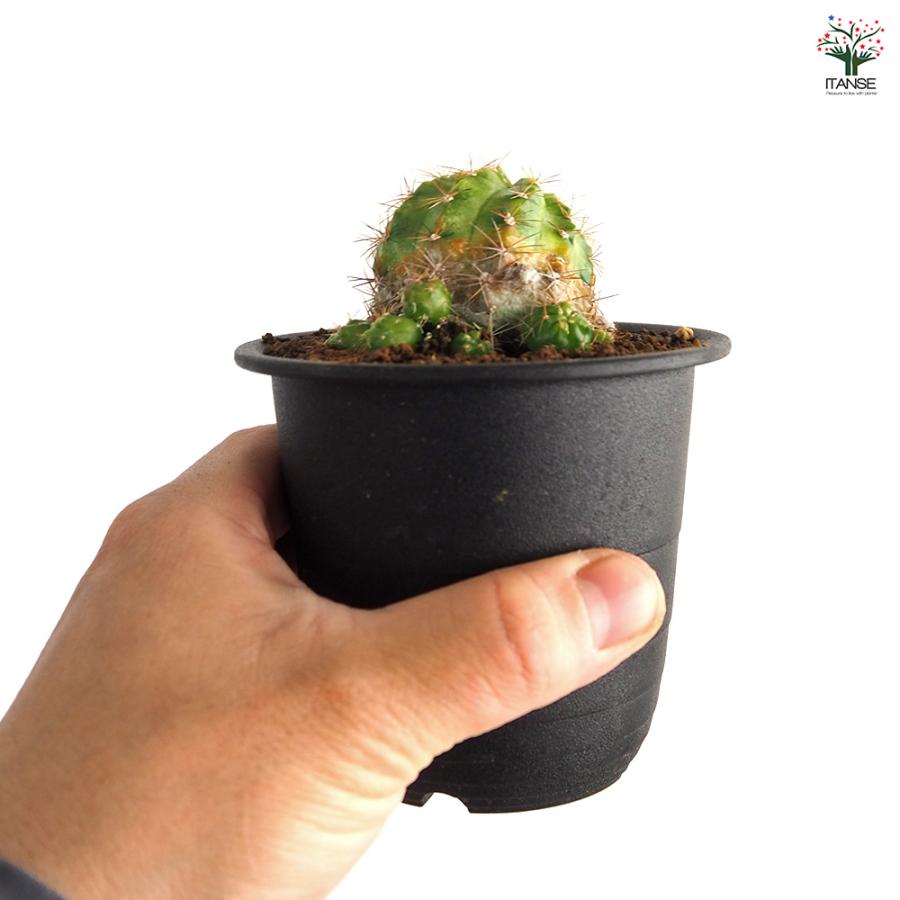 サボテン エキノプシス 花嵐錦 多肉植物 3号/1個売り さぼてん 仙人掌