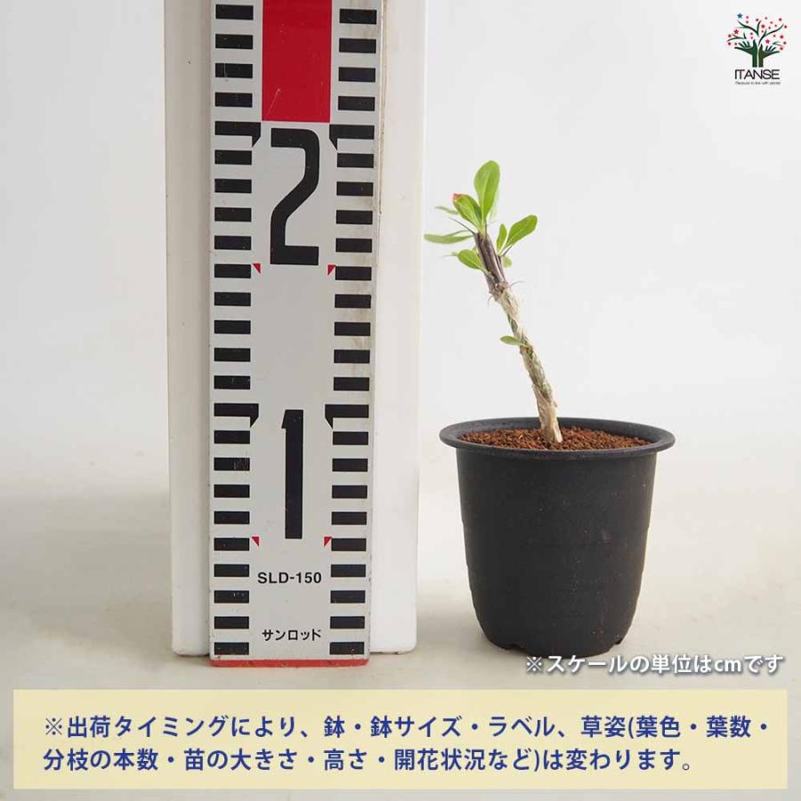 フォークイエリア スプレンデンス ブレビフローラ 多肉植物 3号/1個