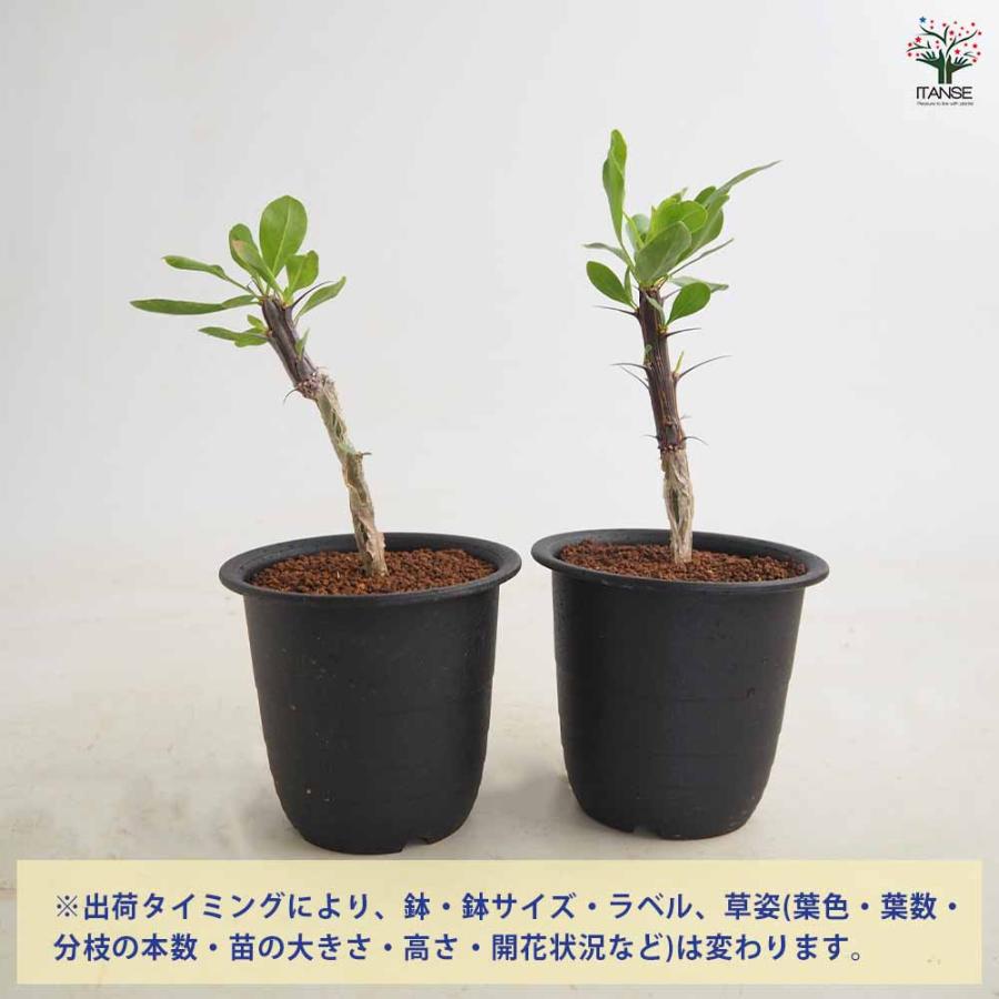 フォークイエリア スプレンデンス ブレビフローラ 多肉植物 3号/1個