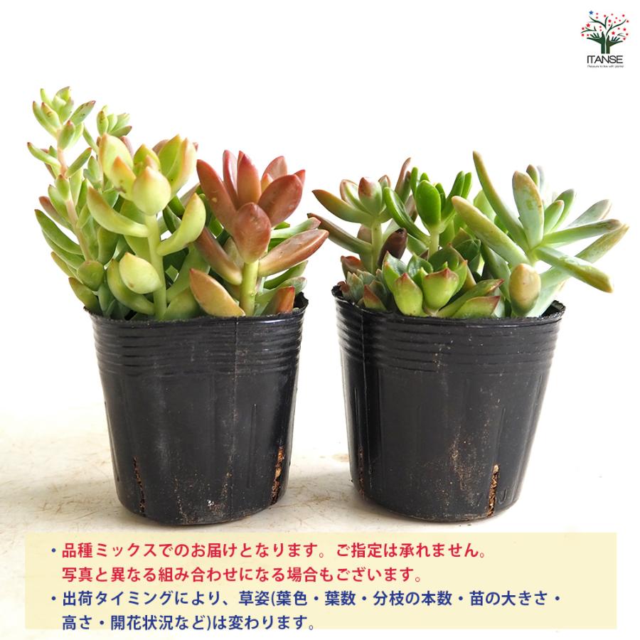 多肉植物 ミックス寄せ植え 2.5号/お買い得8個セット 寄せ植え