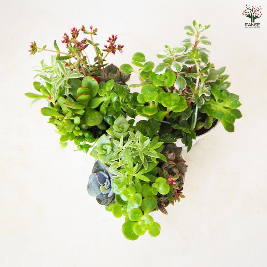 多肉植物 ミックス寄せ植え 2.5号/お買い得8個セット 寄せ植え