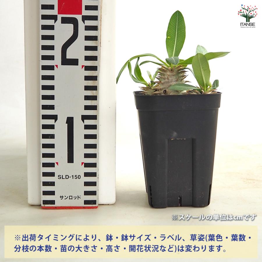 パキポディウム エビス大黒 多肉植物 3.5号/1個売り 塊根植物