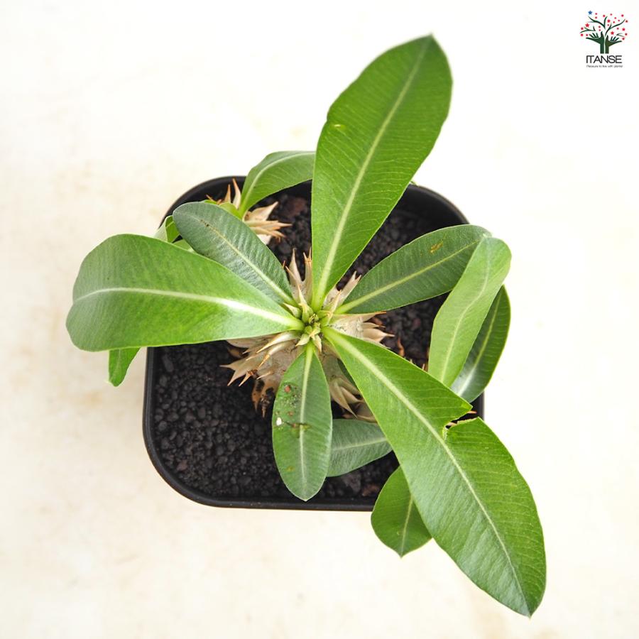 パキポディウム エビス大黒 多肉植物 3.5号/1個売り 塊根植物